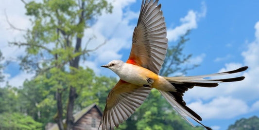 The scissor tailed flycatcher