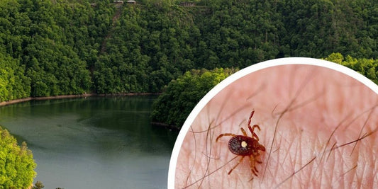 a lone star tick and fontana lake in the smoky mountains