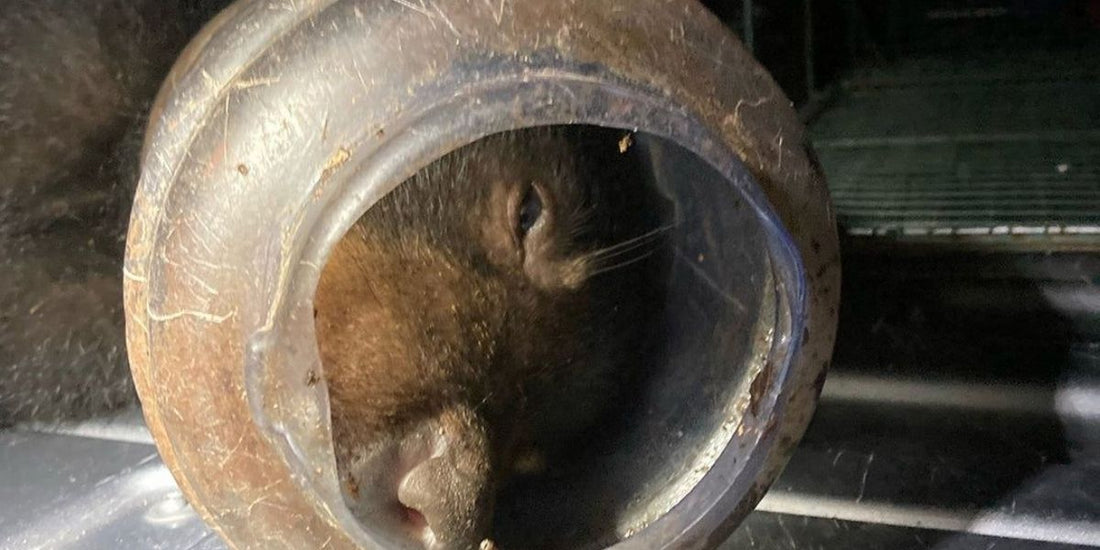 a bear cub with a plastic feeder on its head