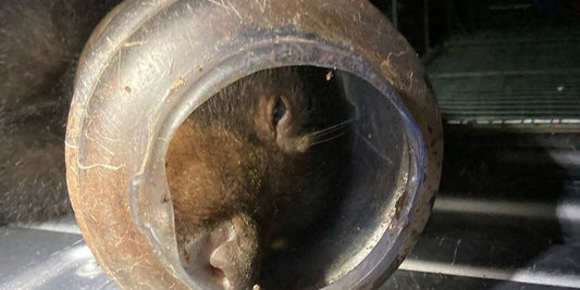 a bear cub with a plastic feeder on its head