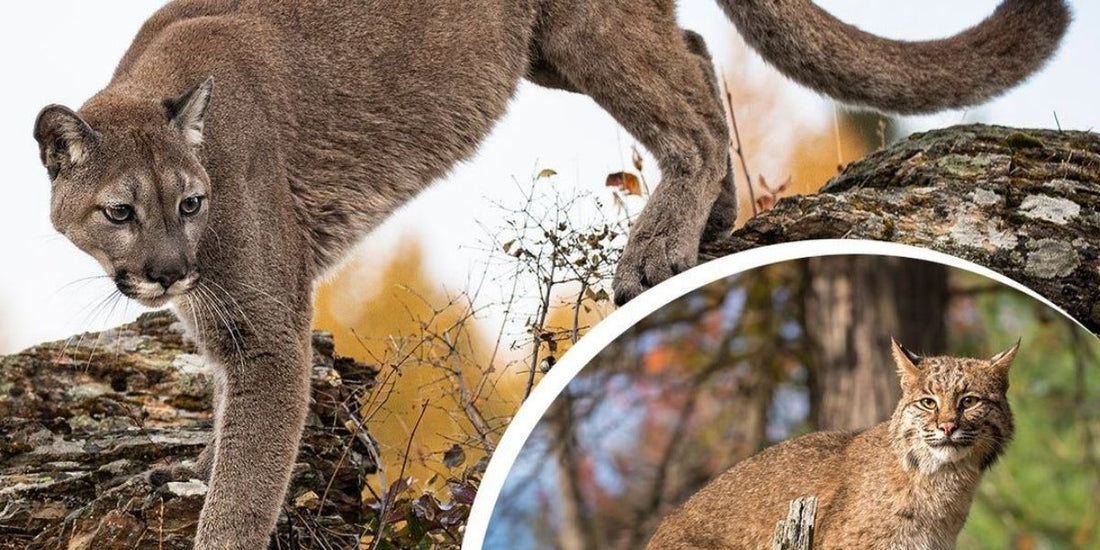 a bobcat has a much shorter tail than a mountain lion and is much smaller
