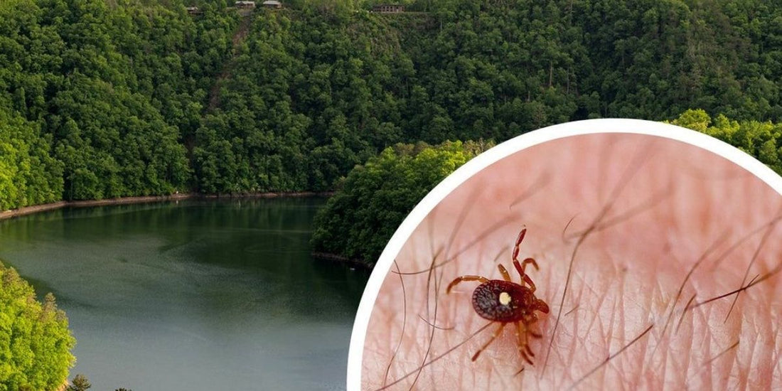 a lone star tick and fontana lake in the smoky mountains